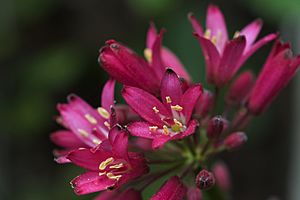 Clintonia andrewsiana.jpg