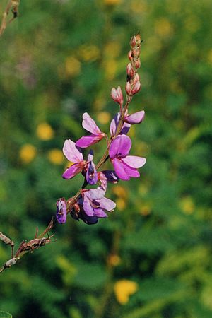 Desmodium canadense NRCS-1.jpg