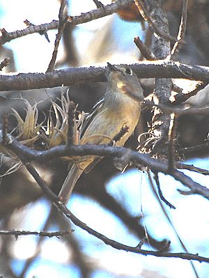 Dwarf Vireo