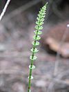 Equisetum pratense 58031.jpg