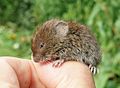 Erdmaus (Microtus agrestis) jh02