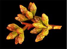 Eucalyptus fraseri buds