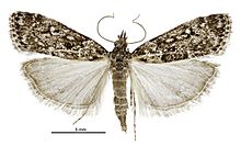 Eudonia philerga female.jpg