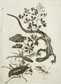 Felicien Rops, Japanese Salamander and Beetle (no date) aquatint (9.21 x 6.67 cm) Los Angeles County Museum