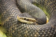 Florida Water Moccasin 056