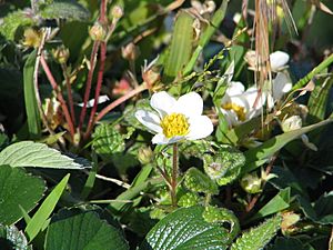 Fragaria chiloensis150043124