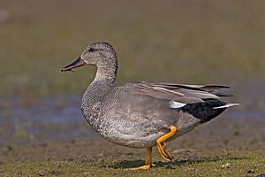 Gadwall-Anas-strepera