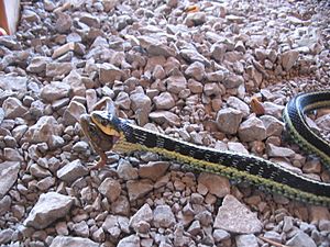 Garter swallowing frog