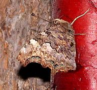 Green Comma, female, ventral