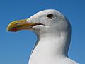 Gull portrait ca usa