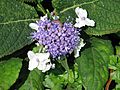 Hydrangea involucrata (9344379310)