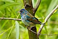 Indigo bunting at Smith Oaks Sanctuary, High Island