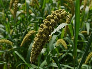 Japanese Foxtail millet 02.jpg