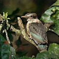 Juvenile Brown-hooded Kingfisher (Halcyon albiventris)