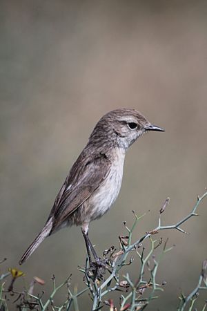 Kanarenschmätzer (Weibchen) Canary Islands Stonechat (Female) (Saxicola dacotiae)