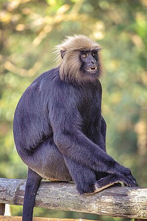 Langur @ parambikulam.jpg