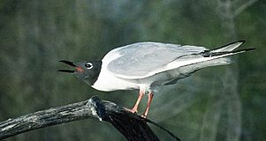 Larus philadelphia1.jpg