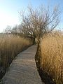 Leighton Moss path