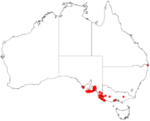 Lepidosperma canescensDistMap10.png