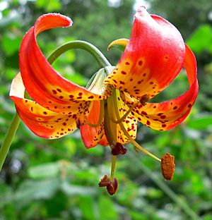 Lilium pardalinum pitkinense 3.jpg