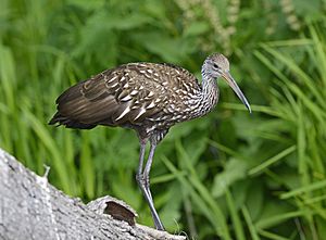 Limpkin, Florida 05.jpg