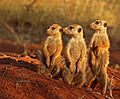 Meerkat (Suricata suricatta) Tswalu