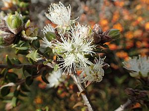 Melaleuca calycina.jpg