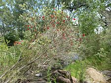 Melaleuca sabrina (habit)