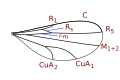 Micromyini and Peromyiini wing veins