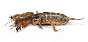 Mole cricket02.jpg