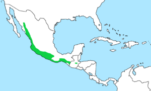 Momotus mexicanus dist.png