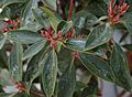 Mountain Laurel Kalmia latifolia 'Olympic Wedding' Leaves and Buds 2575px