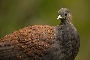 Mountain Peacock-pheasant Male