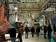 NMNH Hall of Mammals