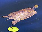 Northern Map Turtle.jpg