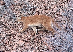 Oregon Cougar ODFW