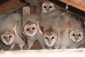 Owlets