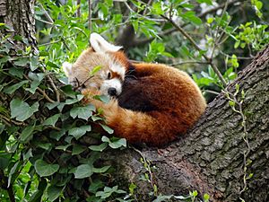 Panda minore (Ailurus fulgens).JPG