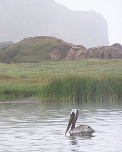 Pelican In Rodeo Lagoon