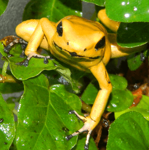 Phyllobates terribilis climbing on leaves