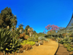 Ruth Bancroft Garden.png