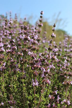 Satureja thymbra in bloom.jpg