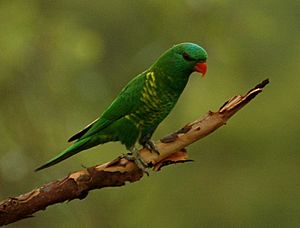 Scaly-breasted Lorikeet Kobble Dec06