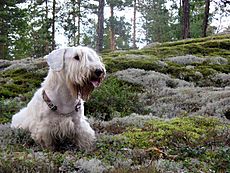 Sealyham terrier