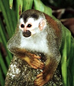 Squirrel monkey1-cropped.jpg