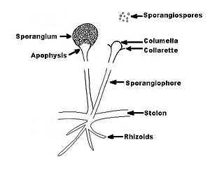 Structure of Rhizopus spp.-english.JPG