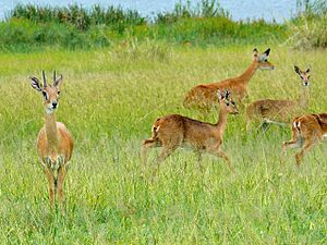 Sudan Oribis (Ourebia montana) (18231586045)