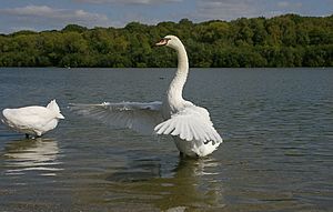 Swans at Ruislip Lido 2009