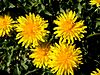 TARAXACUM OFFICINALE - TORÀ - IB-889 (Dent de lleó).JPG