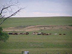 Tallgrass Prairie P5300398